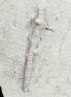 Cyathocrinites Iowensis - Crawfordsville Crinoid #9672-2